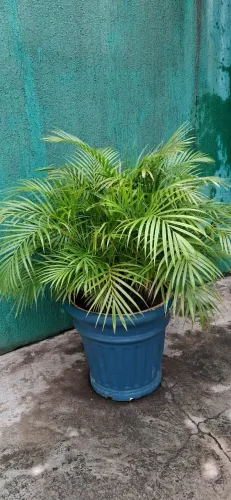 Planta Palmeira Grande Vaso e Planta