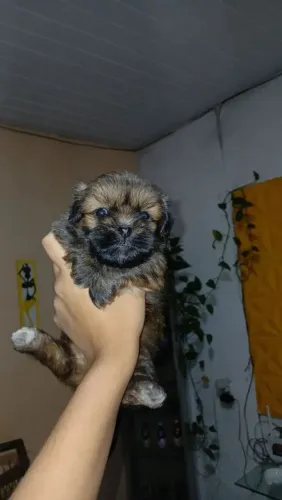 Lhasa apso fêmea pronta a entrega
