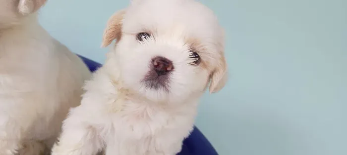 VENDO SHIH TZU MACHO.....PURO
