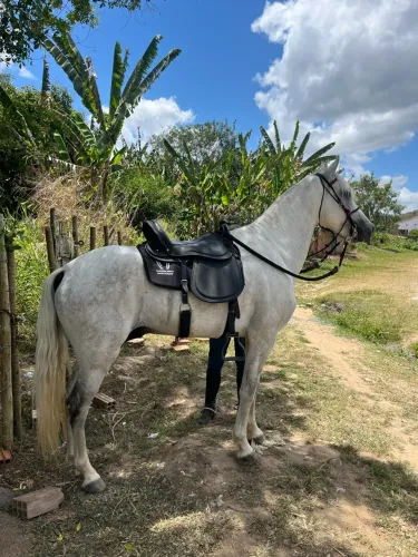 CAVALO MANGALARGA