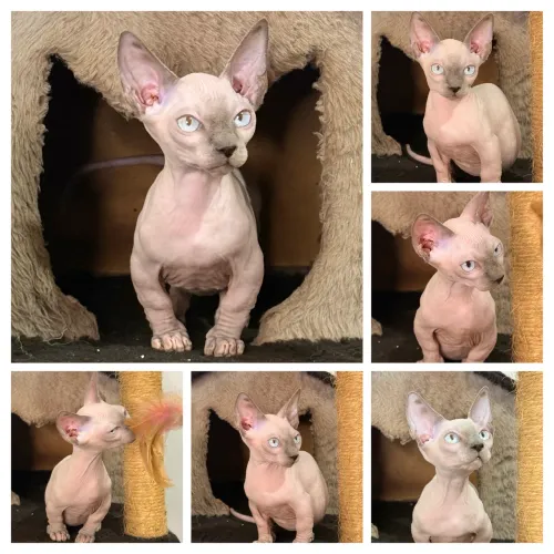 Dwelf Sphynx Filhotes 