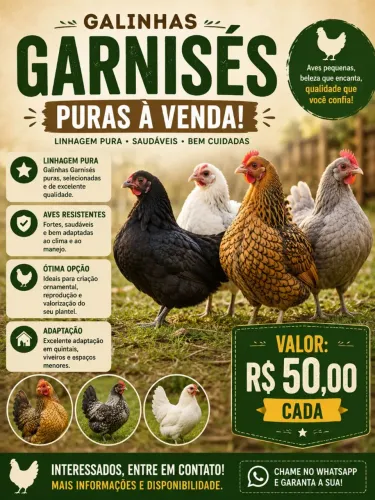 Garnisés fêmeas à venda - R$70 cada