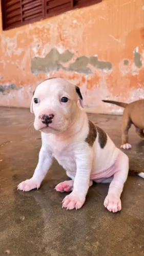 Filhote de pitbull disponível 