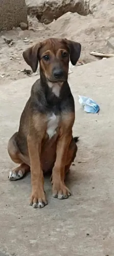 Adoção responsável 