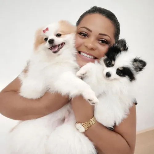 Spitz alemão anão ( Lulu da pomerania ) com pedigree