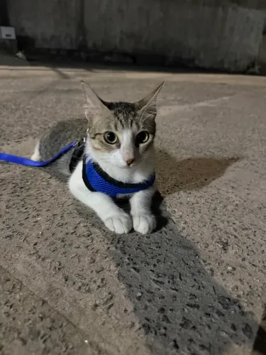 Gatinho Castrado para Adoção