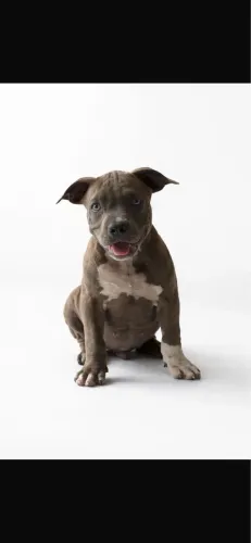American bully pocket macho filhote