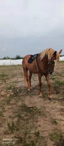 Vende se égua QM 3/4 de esteira 