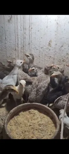 Angolinhas filhos de angolas chocolate país na última foto 