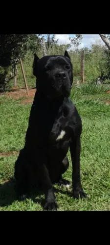 Cane Corso pedigree