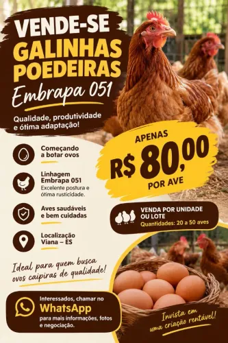 Galinha Poedeira Embrapa 051 - R$ 80,00