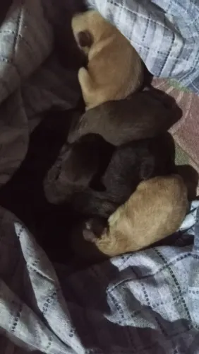 Cachorros filhotes de poodle 