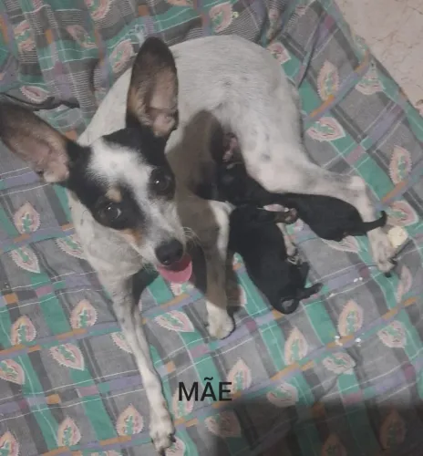 VENDO FILHOTES DE PINSCHER