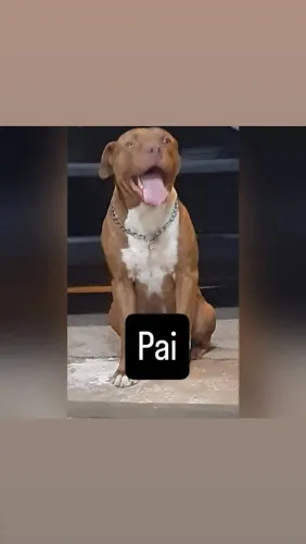 Pitbull