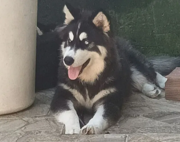 Filhote de Husky Siberiano 
