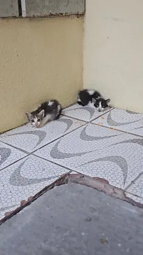 Doação de gatos 
