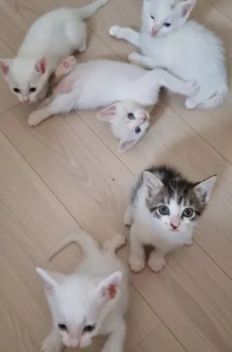 Doação de gatinhos