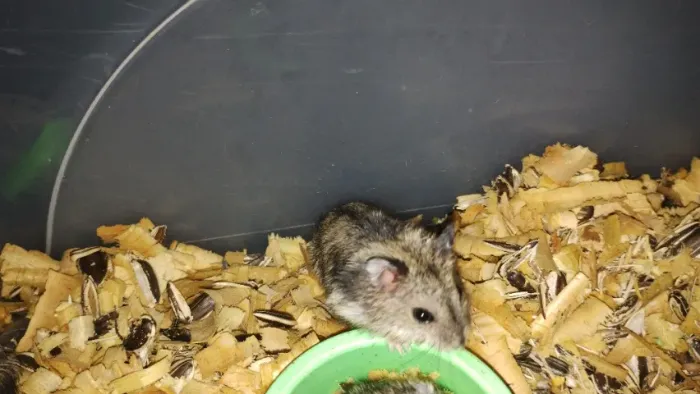 Hamster anão Russo 