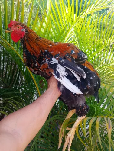 Aves da raça gsb