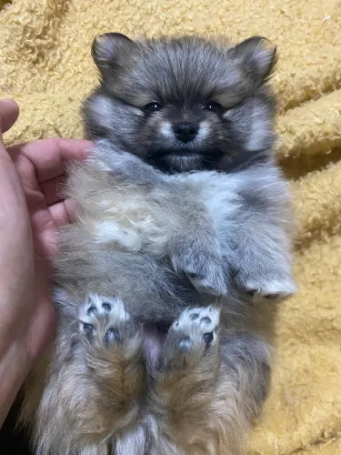 Lulu
