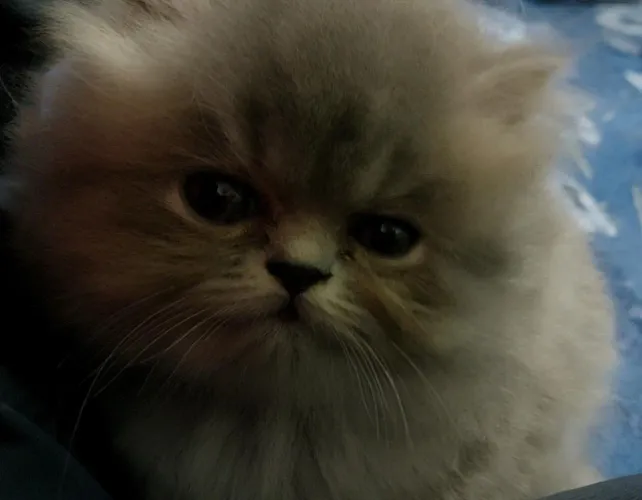 FILHOTES DE GATO PERSA