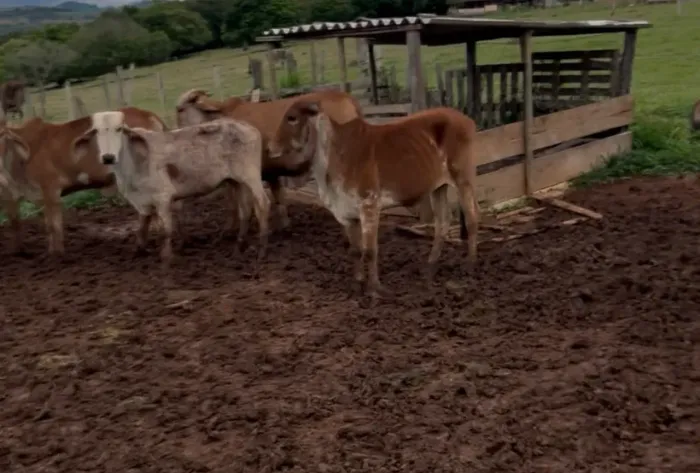 Gado Novilha Gir