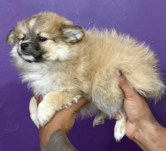 Fêmea de Lulu da Pomerânea
