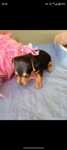 Cachorro 