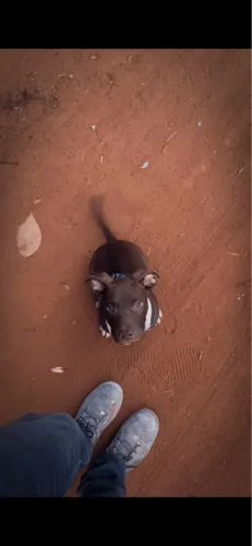 Vendo filhote de pitbull