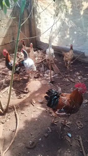 Galo, galinha gsb x índio gigante