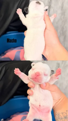 Filhote Bulldog Francês Macho