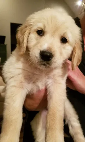Golden Pet disponível para um novo lar