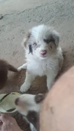 Filhote de border collie
