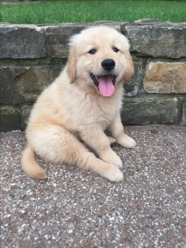 Filhote Golden Retriever Fêmea para Família