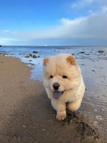 Filhotes De Chow Chow - Leve Para Casa Um Amor Verdadeiro E Incondicional