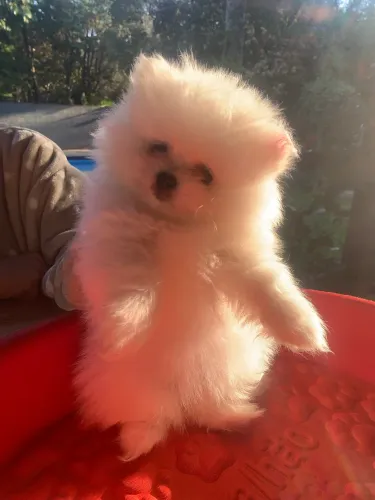 Lulu da Pomerania anão