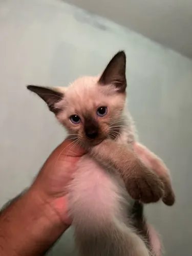 Gatinha pra adoção