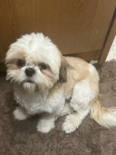 Vendo Shih Tzu