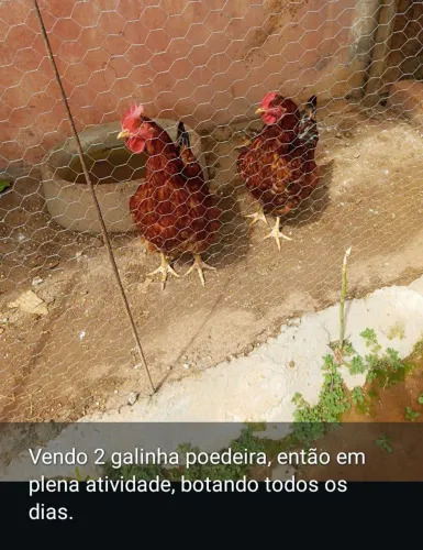 Vendo 2 galinha poedeira 