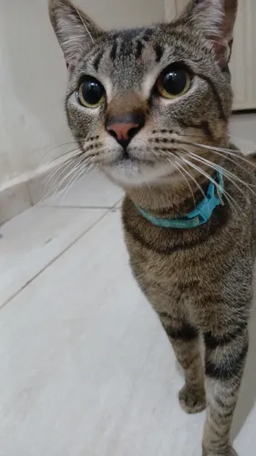 Doação responsável gato castrado