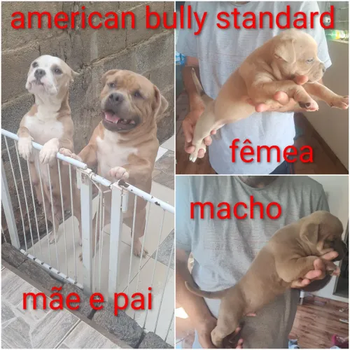 Filhote american Bully Standard