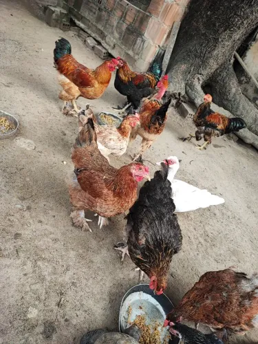 Galos e Galinhas