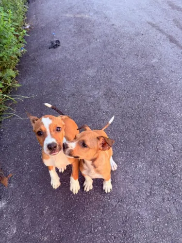 Cachorros