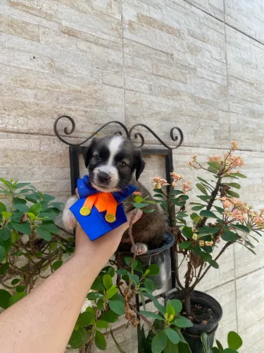 Shitzu com maltês caminha brinde machinho