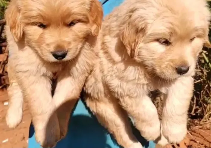Filhotes Golden Retriever