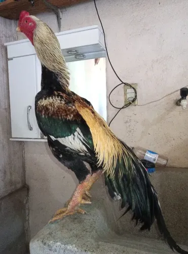 Galo índio prata shamo 
