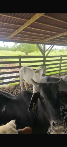 Bezerros a venda