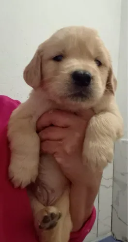 Filhotes de Golden Retriever | Carinho e Confiança Desde o Primeiro Dia