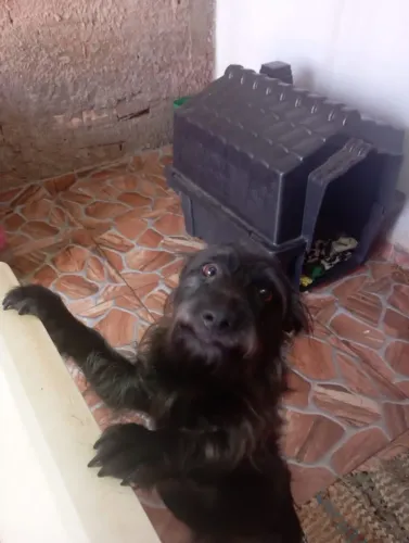 Doação pet cachorro 