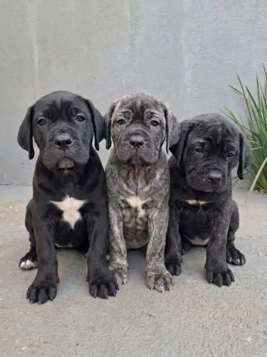 Femias de cane corso